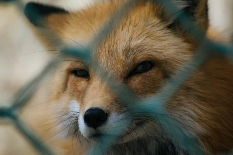 a fox that has been successfully removed from a garden
