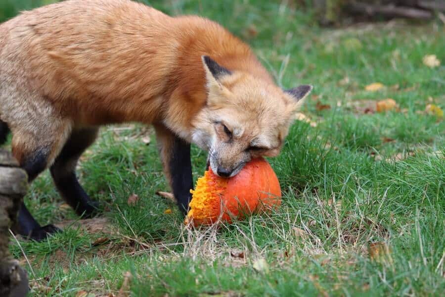 a fox eating a pumpkin, a sign that it's time to consider how to stop foxes digging in your garden