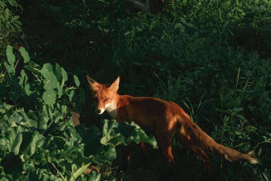 a red fox in garden greenery