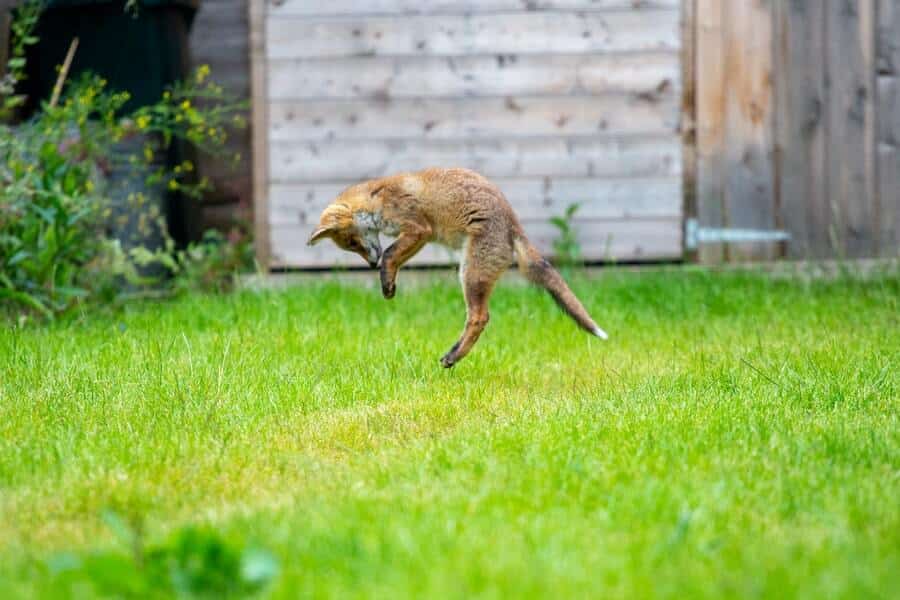 a red fox jumping and getting ready to dig in a garden that has been successful in finding how to stop foxes digging in your garden