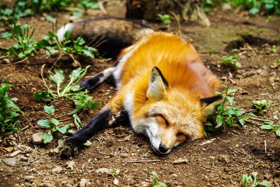 sleeping fox in garden