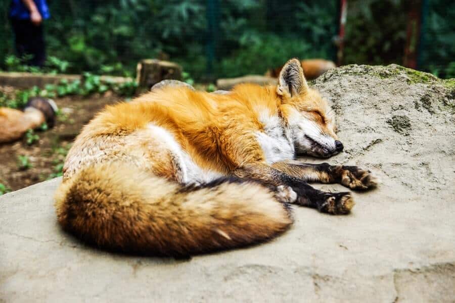 red sleeping fox