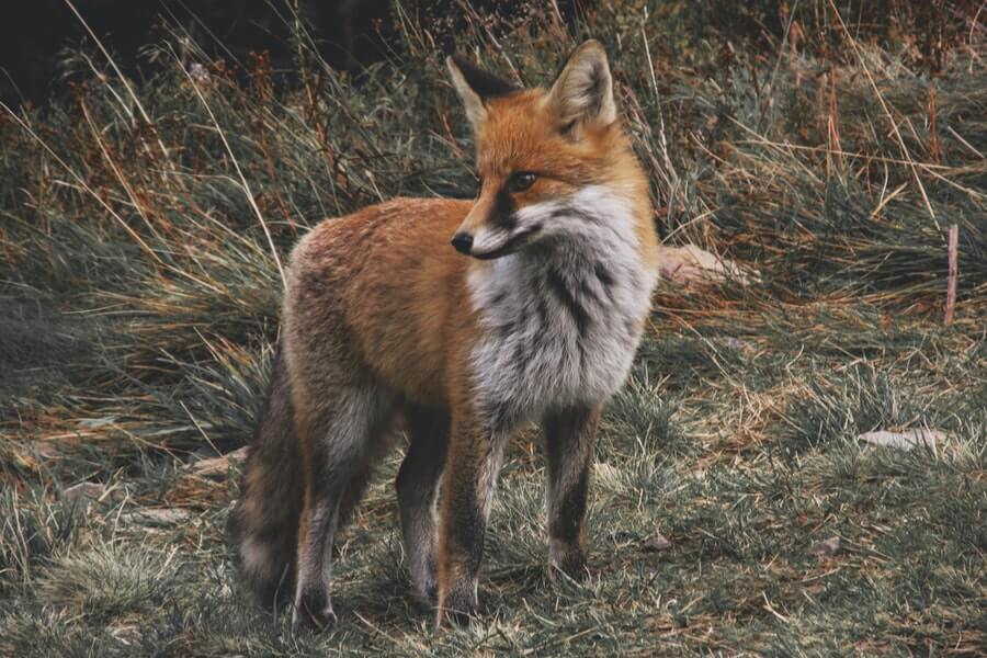 how to stop foxes digging in your garden