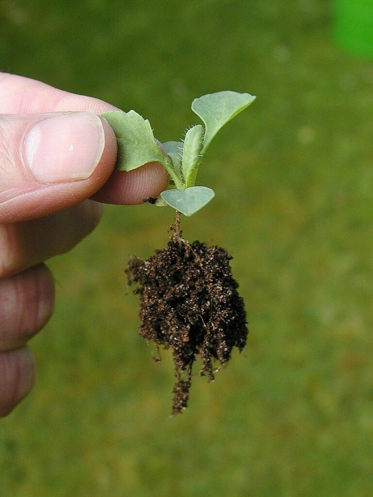 Hold seedlings by a leaf when pricking out to avoid damage.