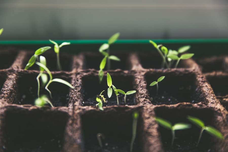 crops sown in july beginning to sprout