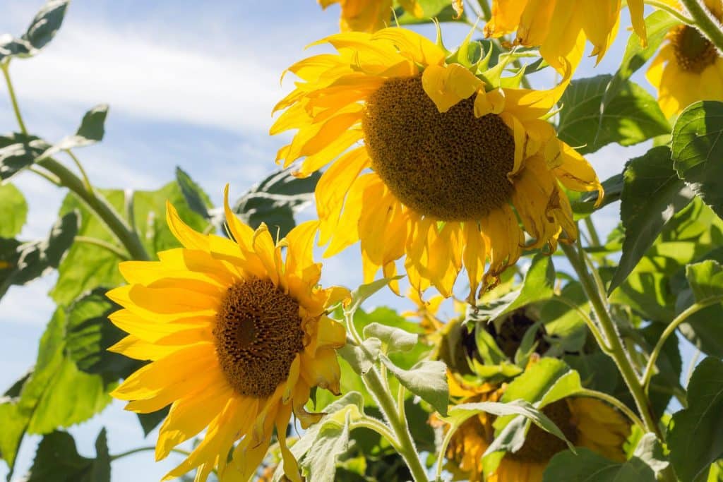 sunflower g3f500c057 1920