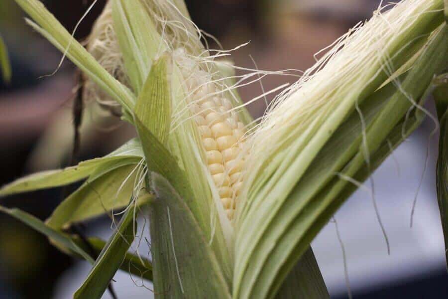 wind pollinating sweetcorn plant