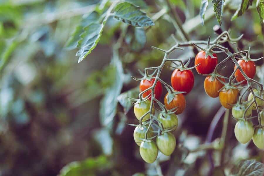 tomato plants grown by the pollination process