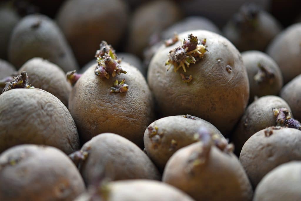 Chitting maincrop potatoes