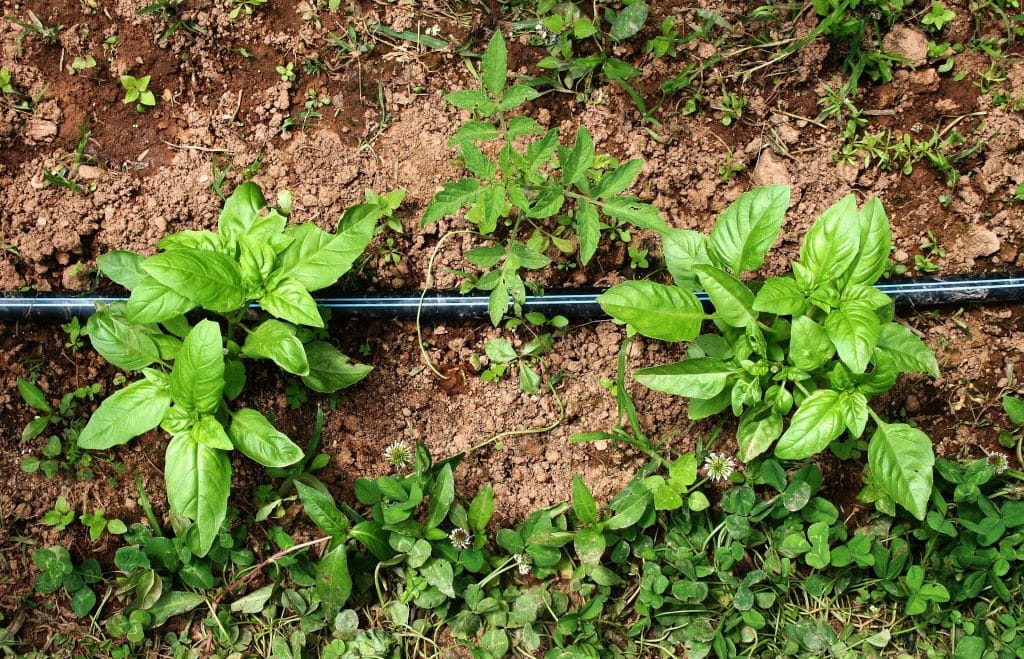 Companion planting adds biodiversity to your vegetable garden.