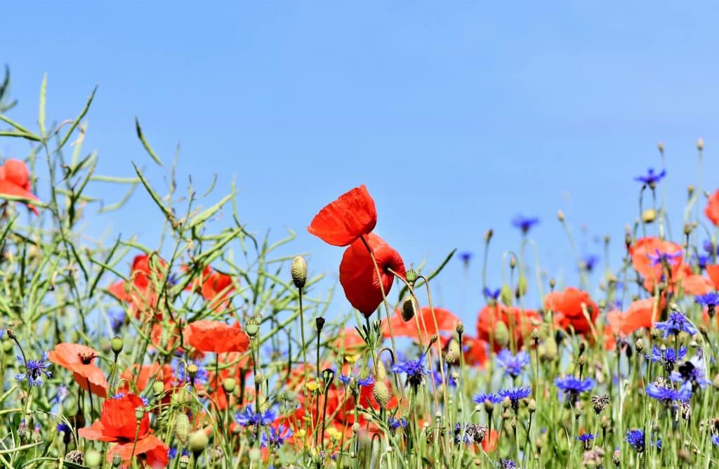 poppies gf66a801ba 1920