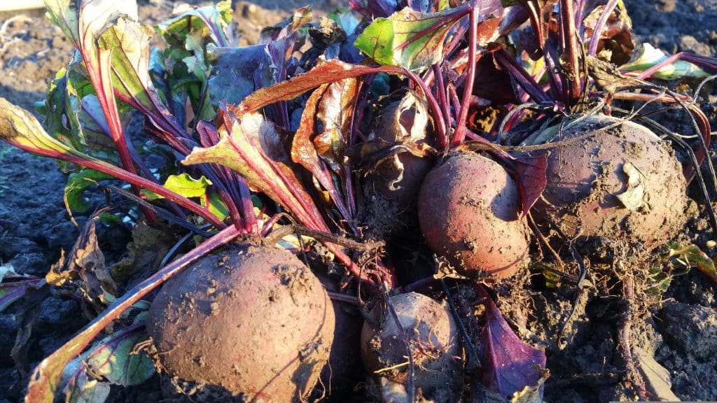 harvesting mature beetroot