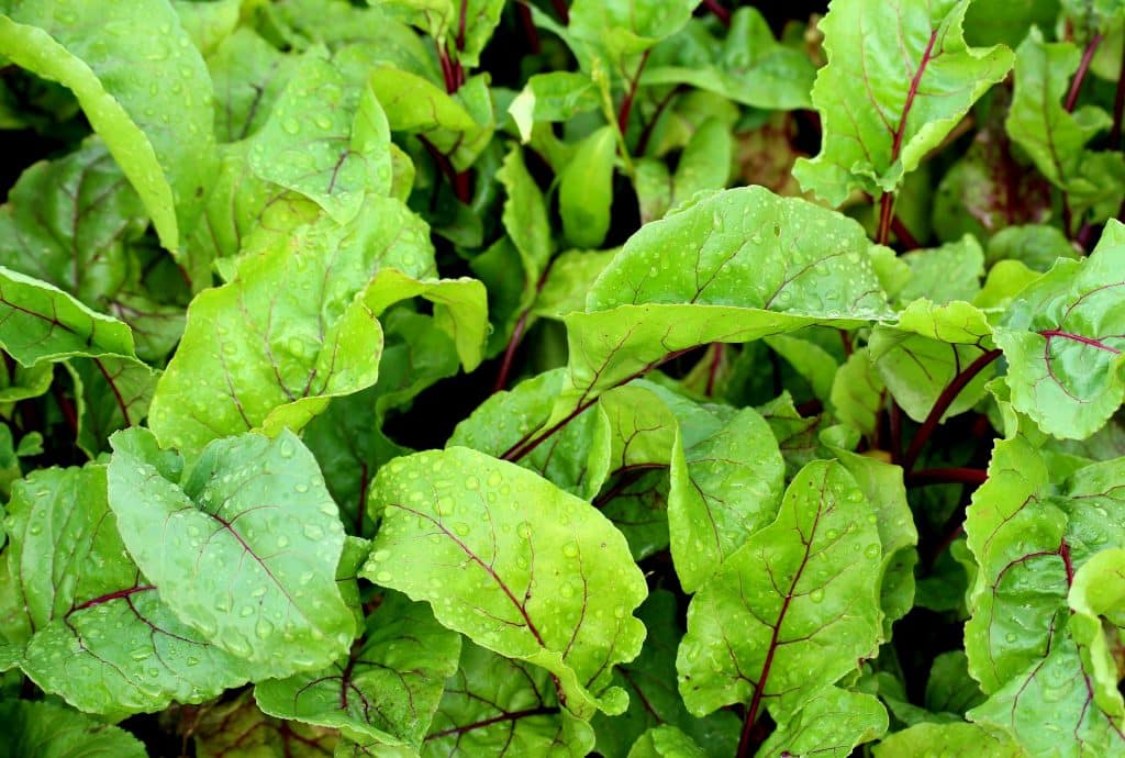 harvesting beetroot leaves