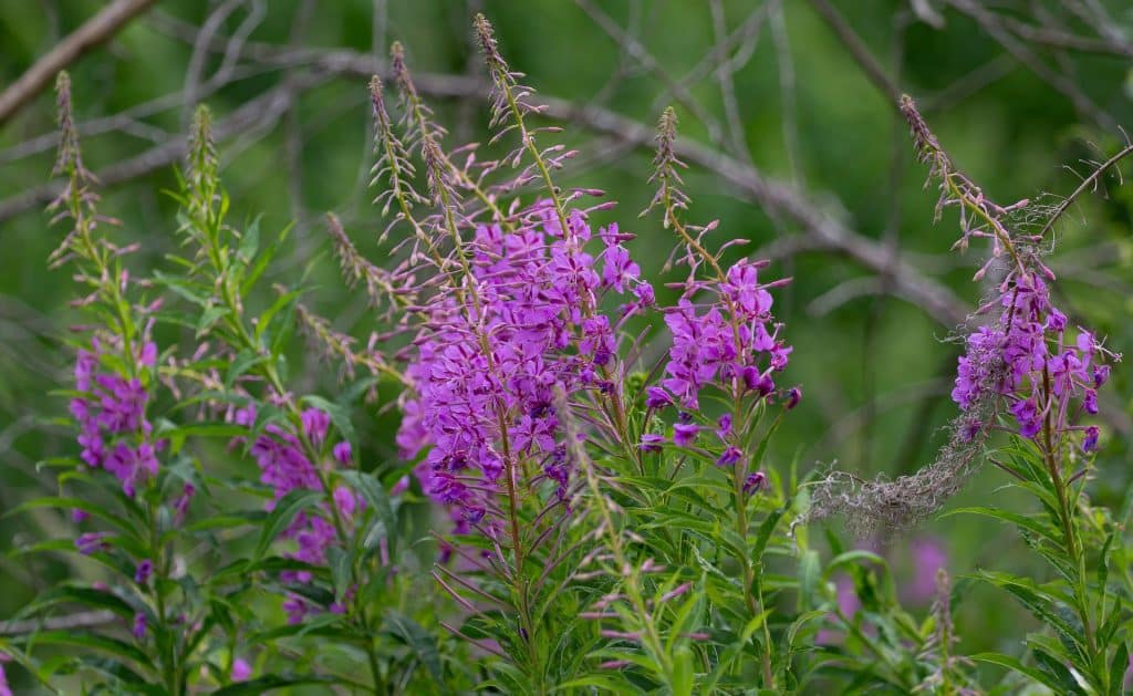 fireweed gf11ea61b9 1920