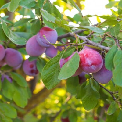 plum tree varieties uk