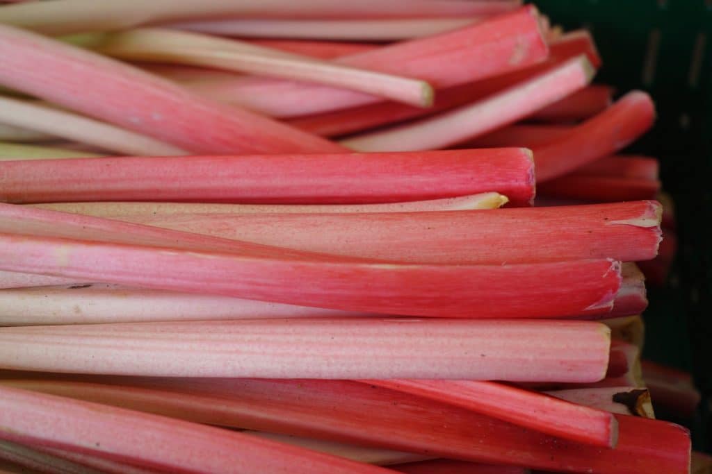 rhubarb g457d36067 1920