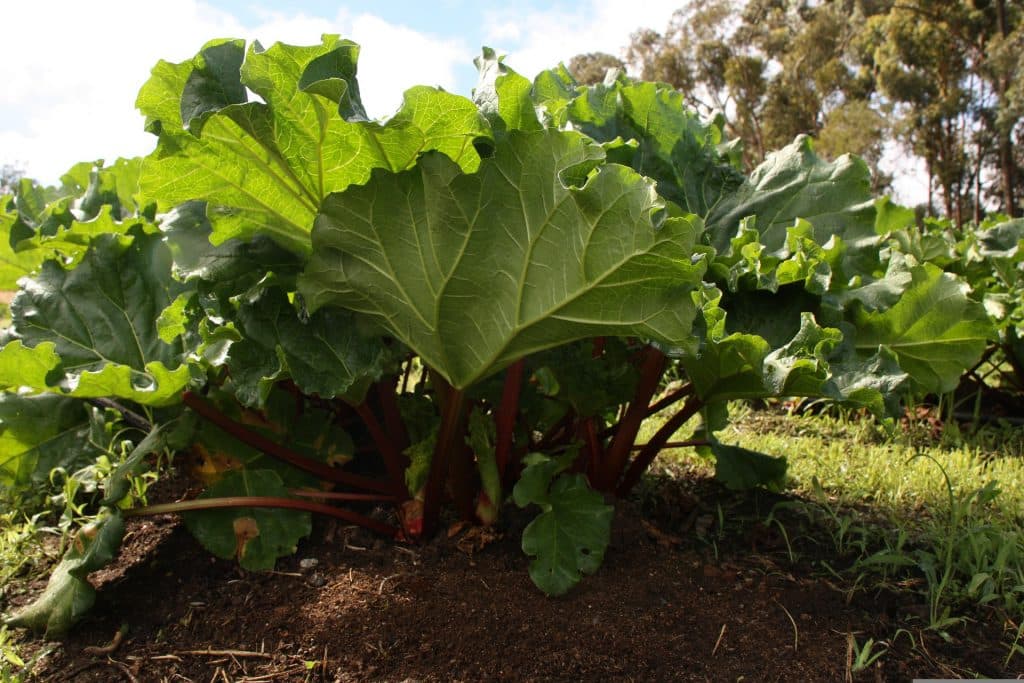 Rhubarb in the garden.