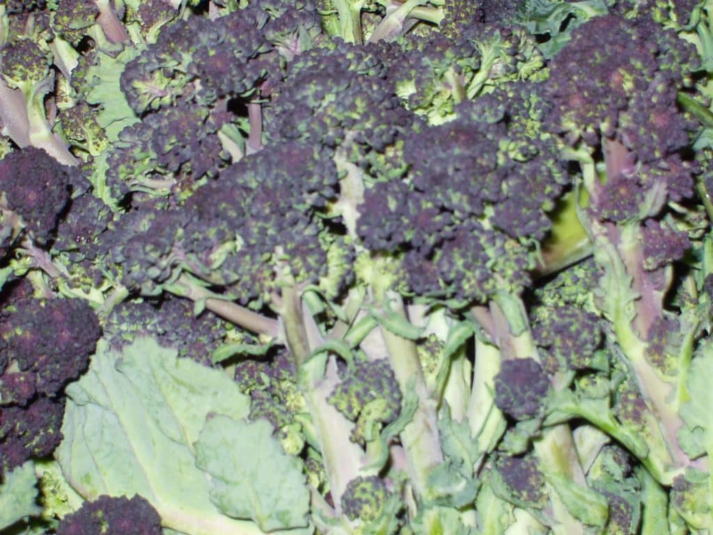 tips for growing purple-sprouting broccoli