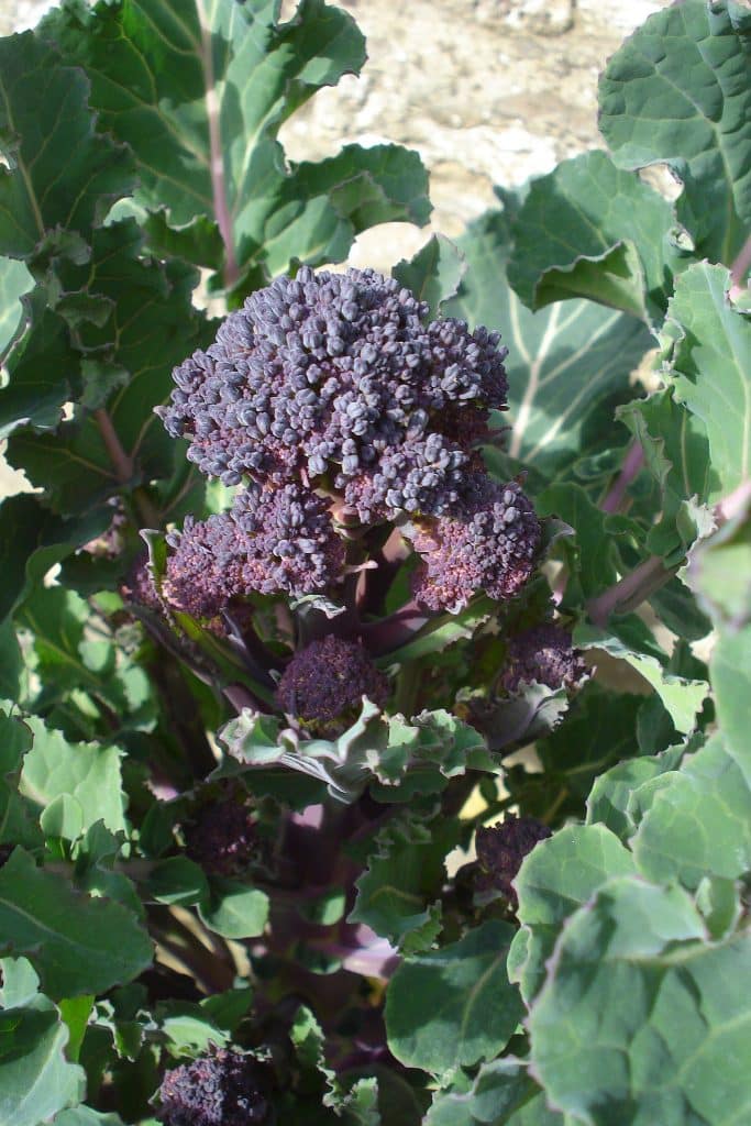 when to harvest purple sprouting broccoli