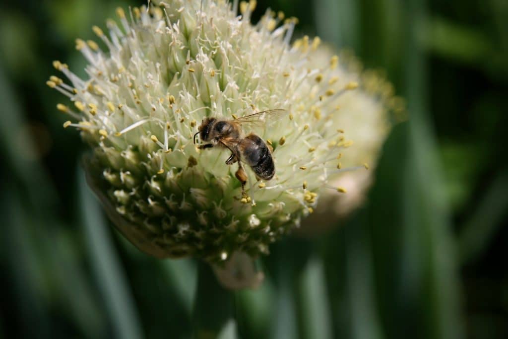 allium ga2c784345 1920