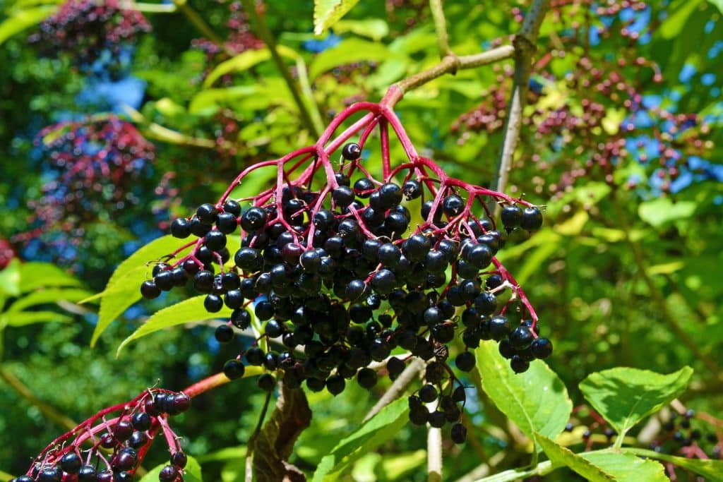 elder g99c656a40 1920