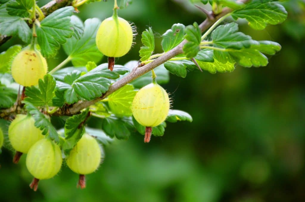 fruit g4b91be443 1920
