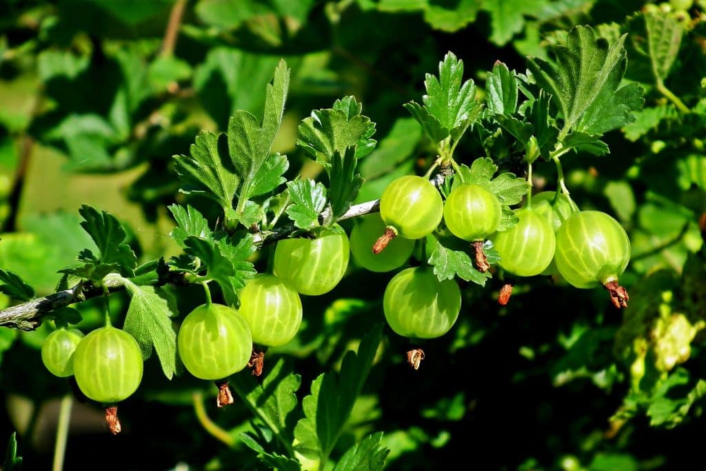 gooseberry g9c23477ec 1920