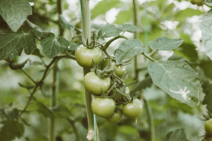 green tomato plant trusses