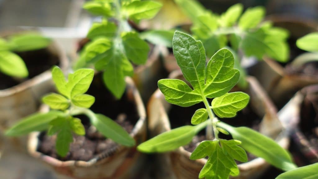 plants g9f7e14cc1 1920