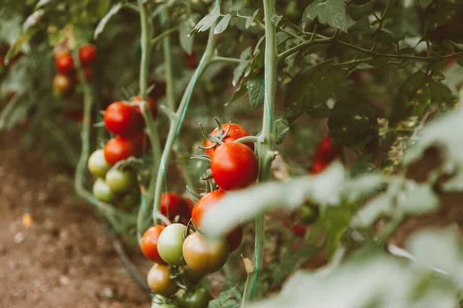 red tomato plant trusses