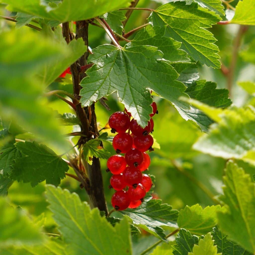 redcurrant gcae74cb62 1920