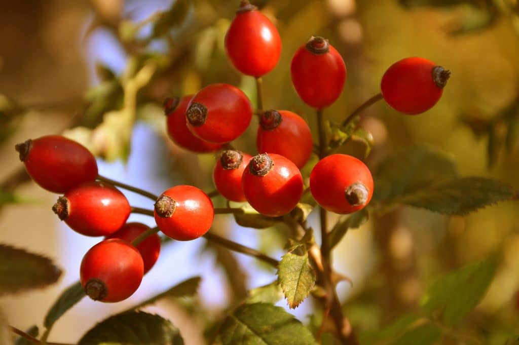 rose hip g386b2d6d7 1920