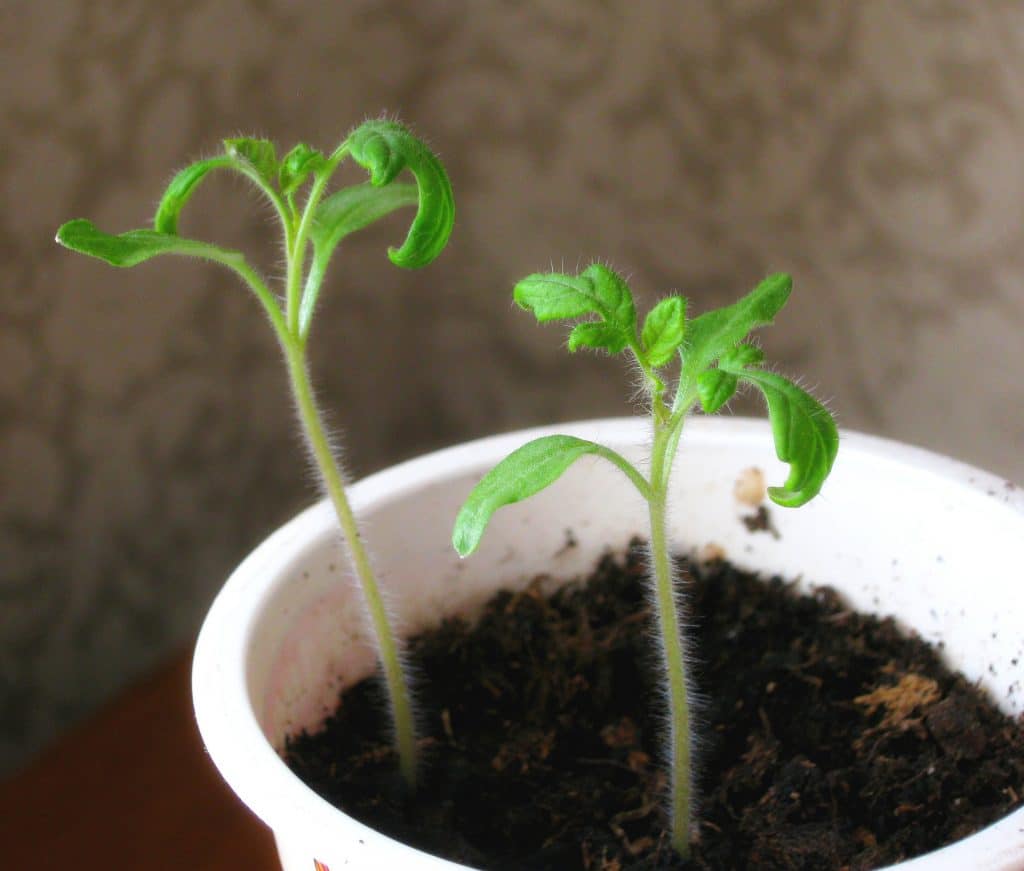 seedling g7dc4121a1 1920