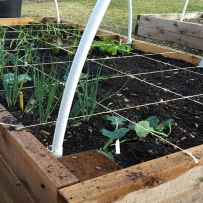square foot garden