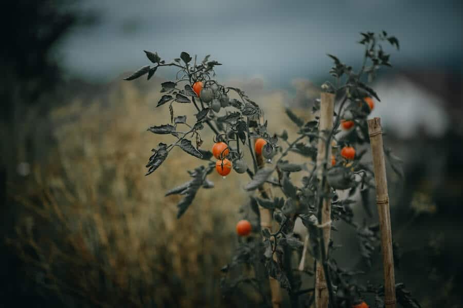 tomato plants with wooden support stakes