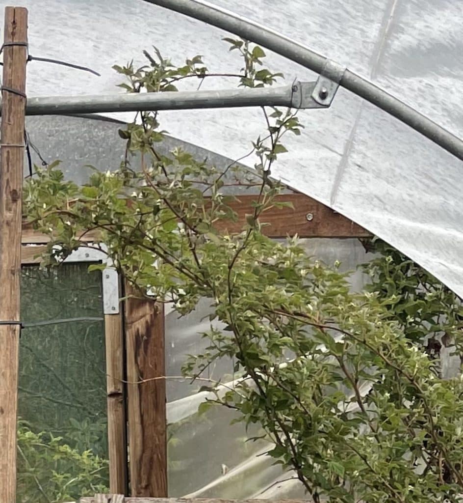 best raspberry varieties to grow in a polytunnel