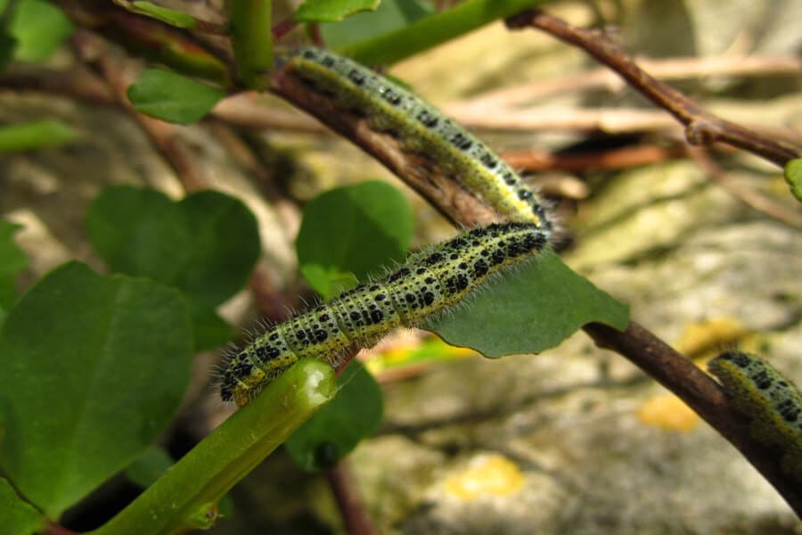 a cabbage moth caterpillar
