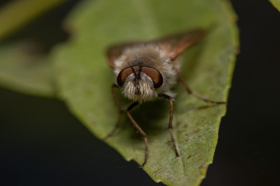 a close up of a cabbage moth on a leaf