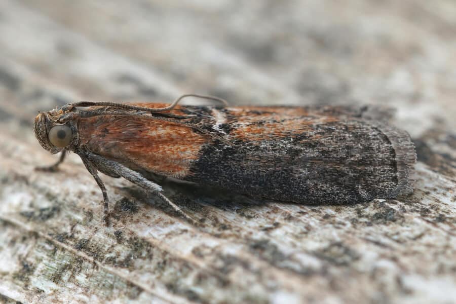 a cabbage moth
