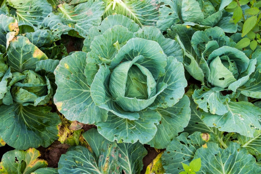 a brassica with cabbage moth bites