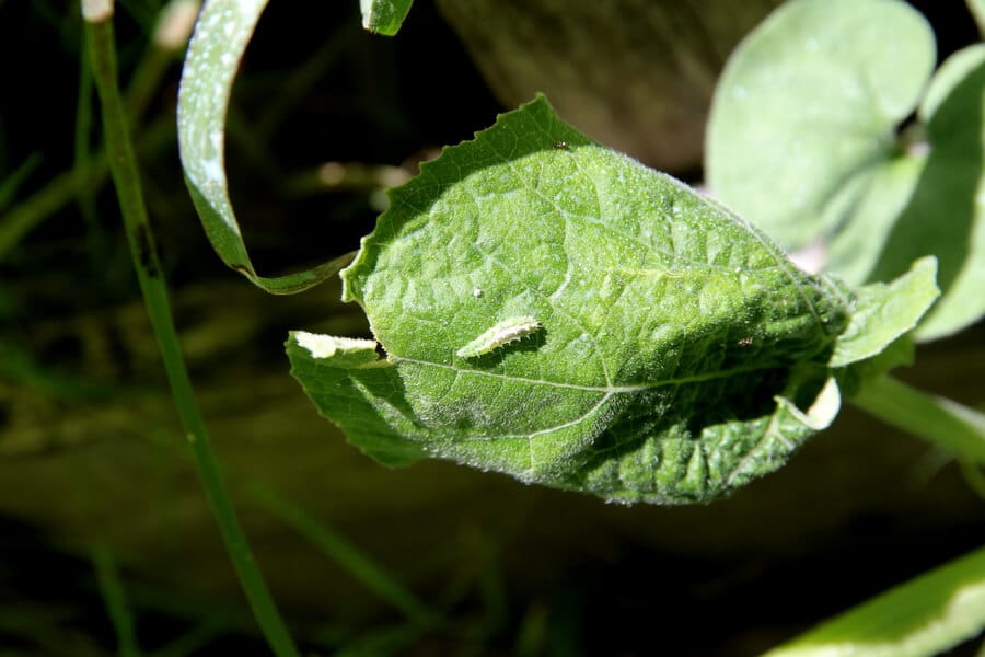 a cabbage moth caterpillar eating brassica leaves