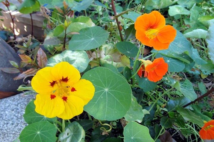 nasturtiums as companions for carrots