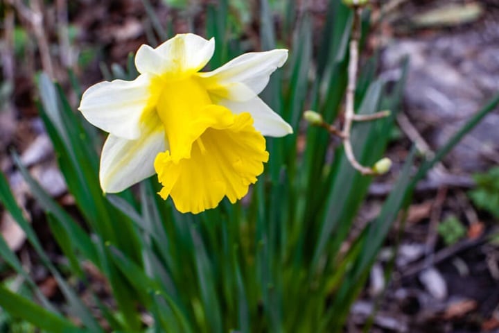 daffodil companion carrot plants