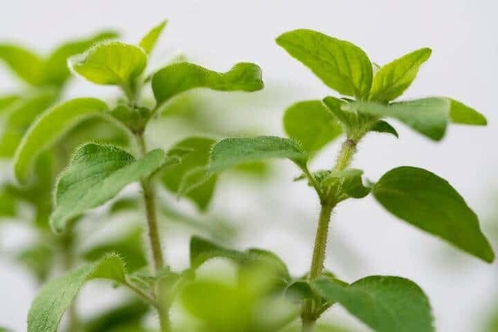 oregano carrot companion plant
