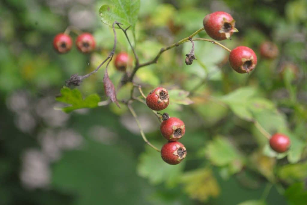 hawthorn gd29751544 1920