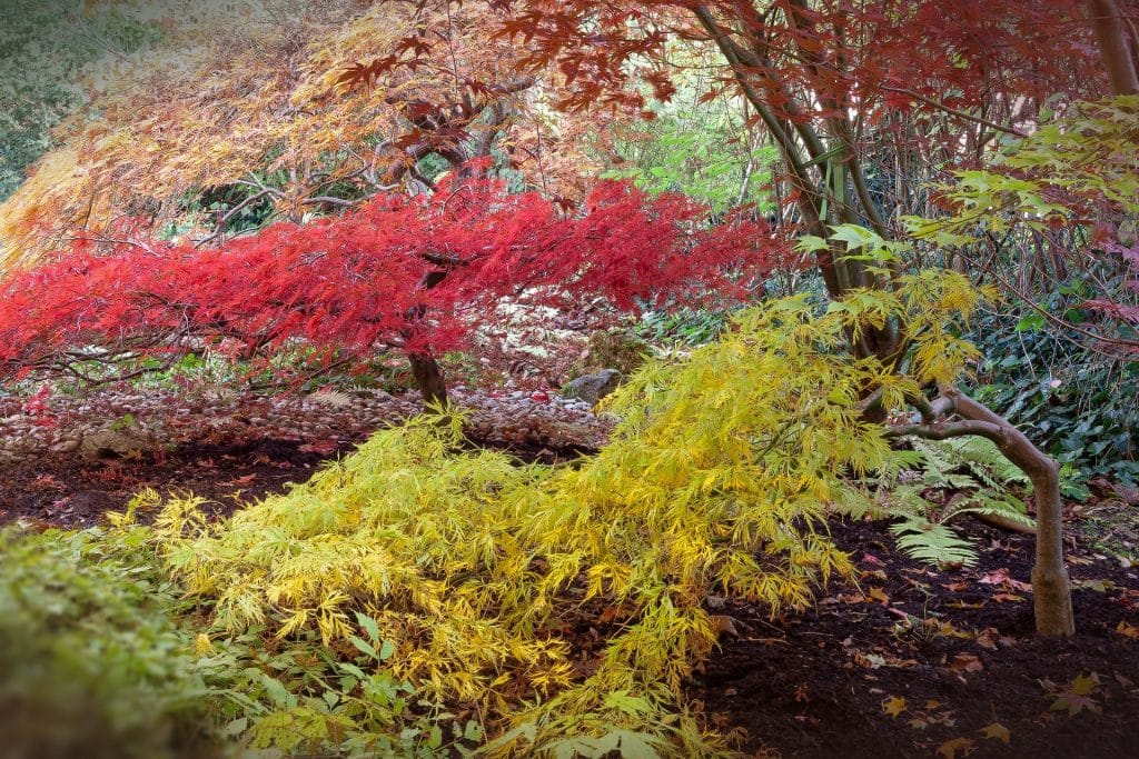 japanese maple ga926f1e29 1920