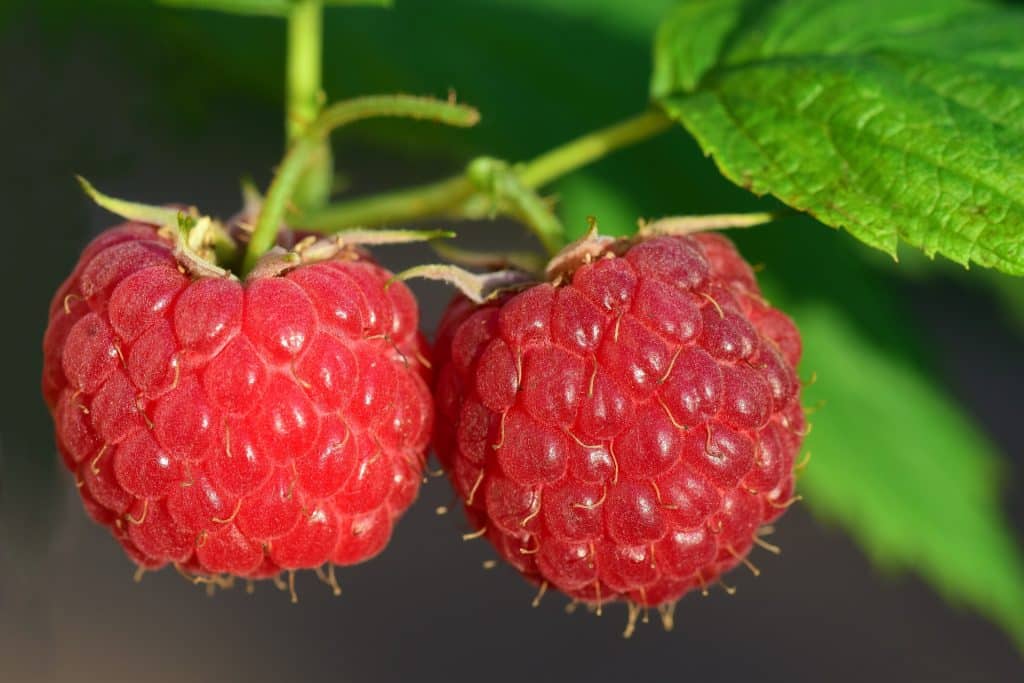 best raspberry varieties to grow in the UK