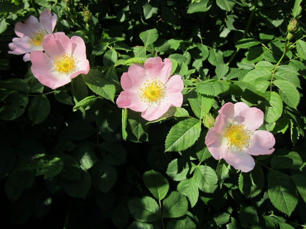 rosa canina ge0ee8788d 1920