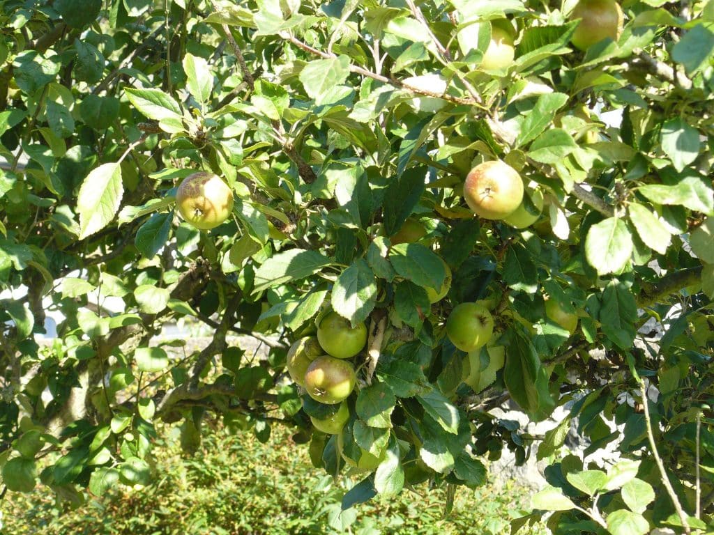 apple trees growing in a multi functional space