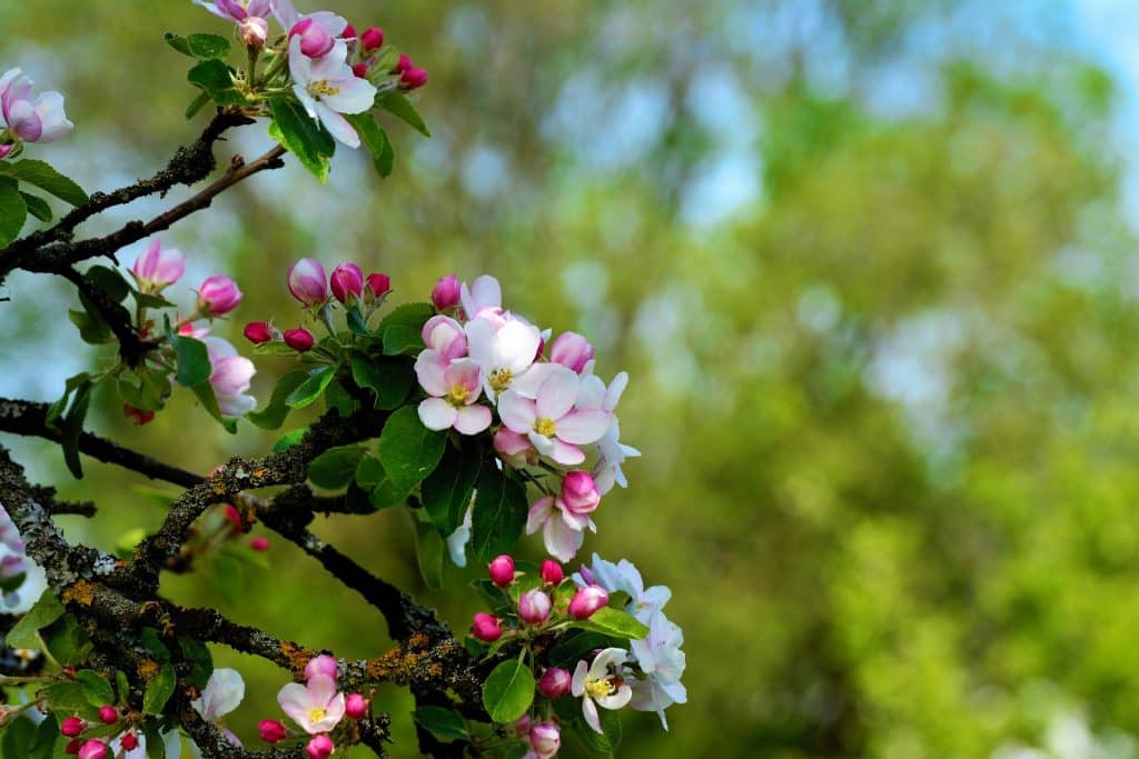 apple blossoms g295be1064 1920